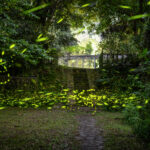 115-04-12 富源蝴蝶谷拍螢火蟲 (第十五拍) (2)