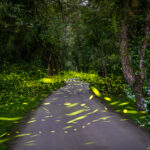 115-04-12 富源蝴蝶谷拍螢火蟲 (第十五拍) (6)